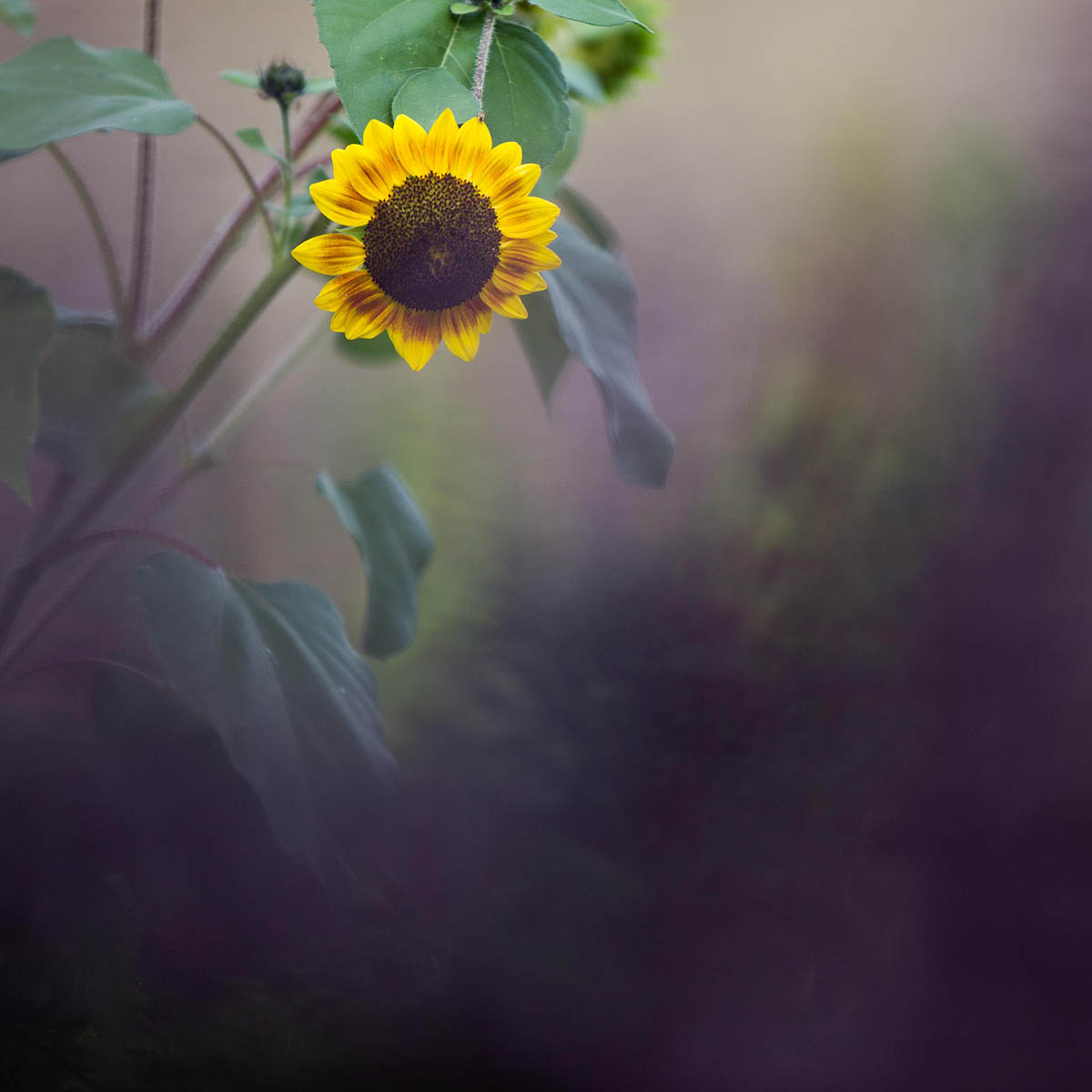 Photo of a sunflower in a field