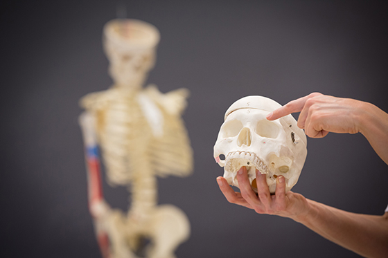 Photo of a nursing instructor holding up a skull prop while pointing to it. 