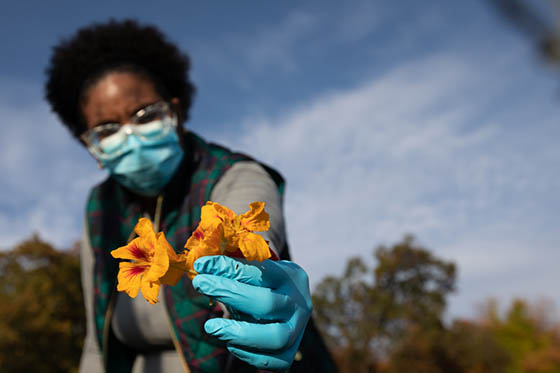 Photo of a masked Chatham University student working in the Eden Hall Campus agroecology demo garden, holding up harvested blossoms for the camera
