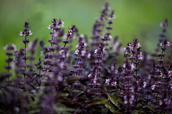 Photo of a purple plant in the Sensory Garden on Eden Hall Campus