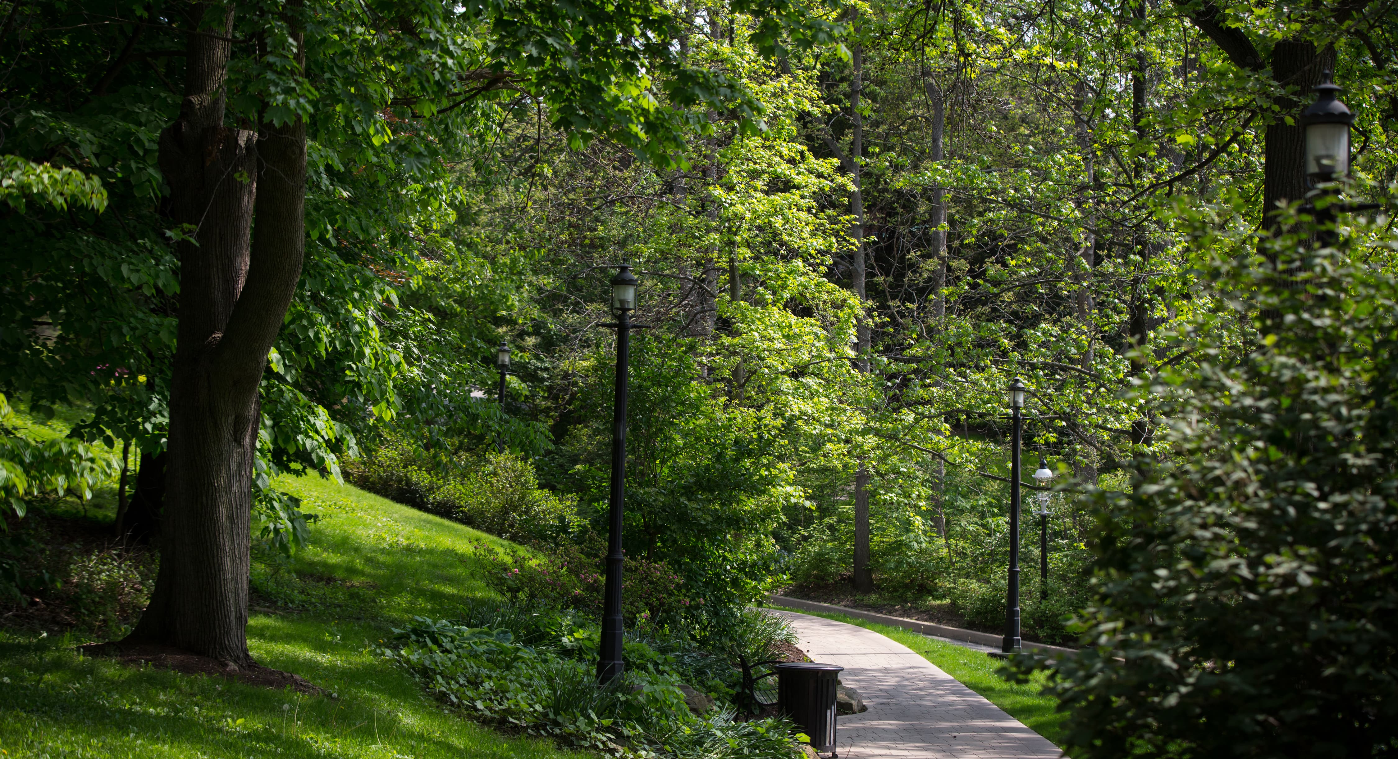 Photo of a sidewalk on Chatham University's Shadyside Campus winding through thick green forests. 