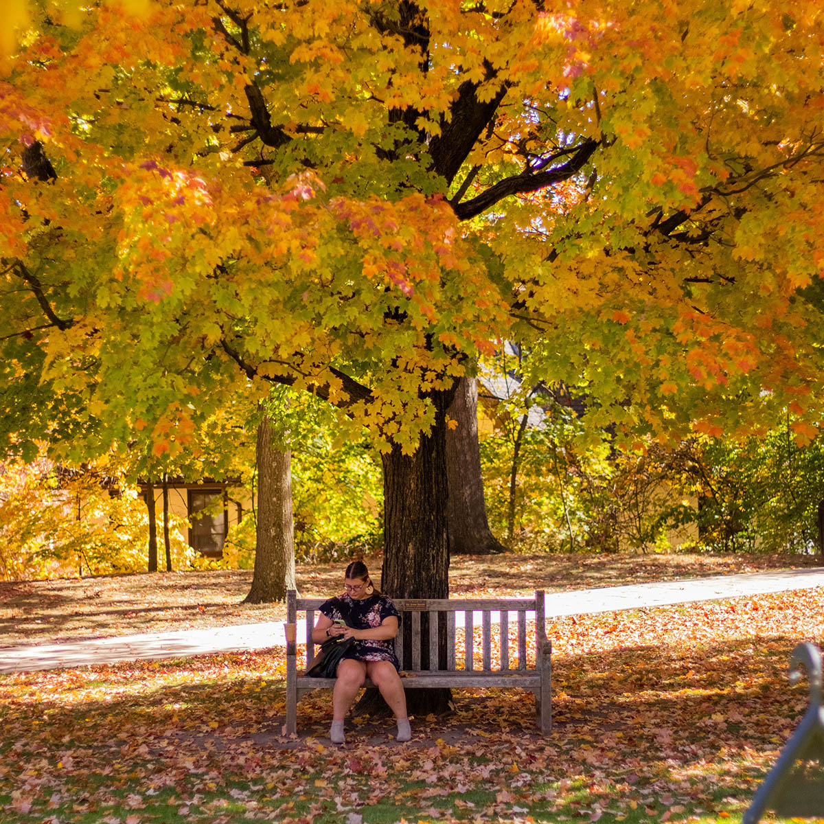 Photo of a woman seated on a bench looking at her phone, under a bright autumnal tree on Shadyside Campus