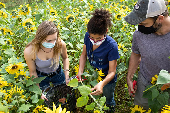 Photo of three Chatham University students at Eden Hall, harvesting sunflowers