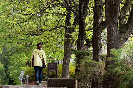 Photo of a person in a yellow jacket walking past several large trees