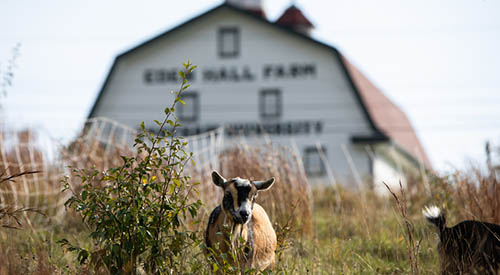 Photo of a goat in front of a white barn, with painted text on the barn reading Eden Hall Farm Chatham University
